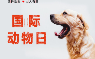 抓捕国家保护动物刑事处理